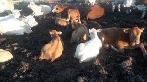 Какая мясная порода крс лучше? Симменталы !