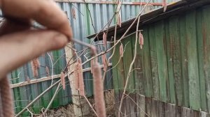 Цветет орех (лещина) в Подмосковье. Немного о формировании куста.