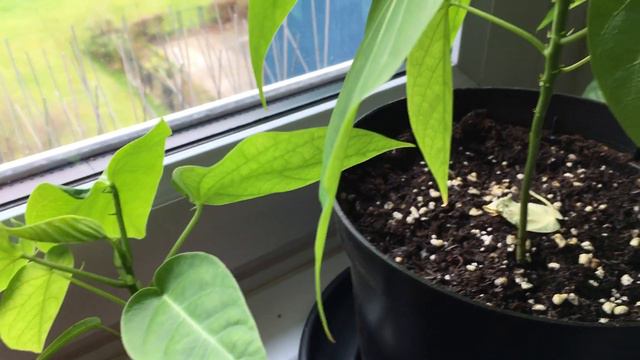 Update on Passiflora "Inspiration" 27 Match 2021 смотреть онлайн
