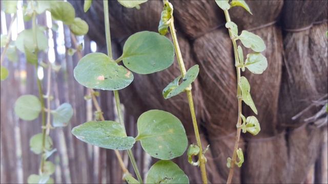 Dichondra - Poradnik Ogrodowy #187 смотреть онлайн