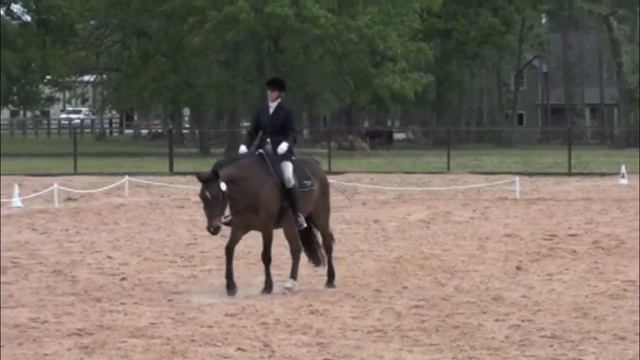 Morgan Horse, Dressage Show