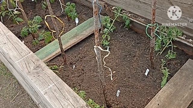 Сибирь. Высаживаем томаты в парник. смотреть онлайн