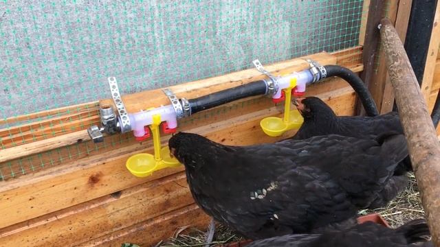 Ниппельная поилка для кур смотреть онлайн