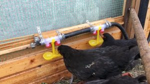 Ниппельная поилка для кур