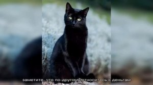 Черный кот, что приносит в дом? Приметы про черного кота в доме. Можно ли заводить черного кота?