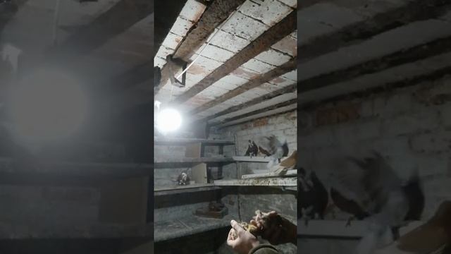 Николаевские красные, зимние голубятни. 17.02.2021 смотреть онлайн