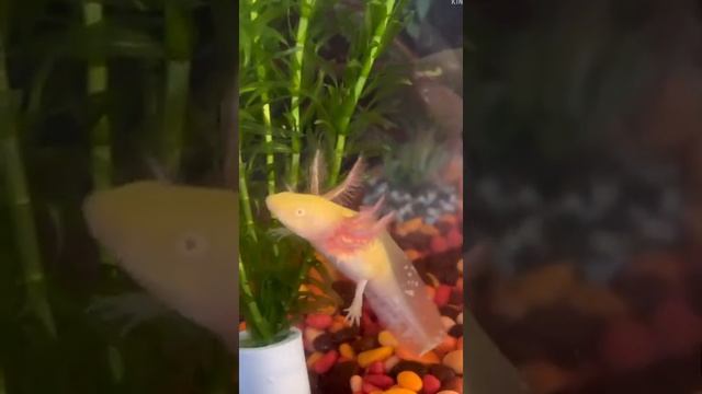аксолотль перед кормёжкой смотреть онлайн