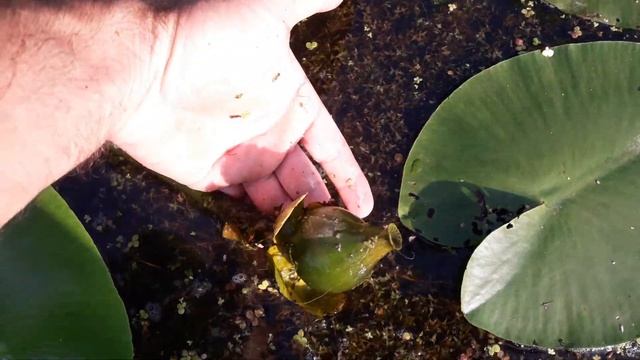 Семена кубышки и кувшинки(как собрать). Seeds of nuphar and water lilies (how to collect) смотреть онлайн