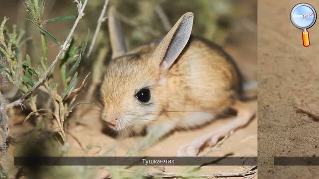 География 8 класс (Урок№26 - Засушливые территории России.) смотреть онлайн