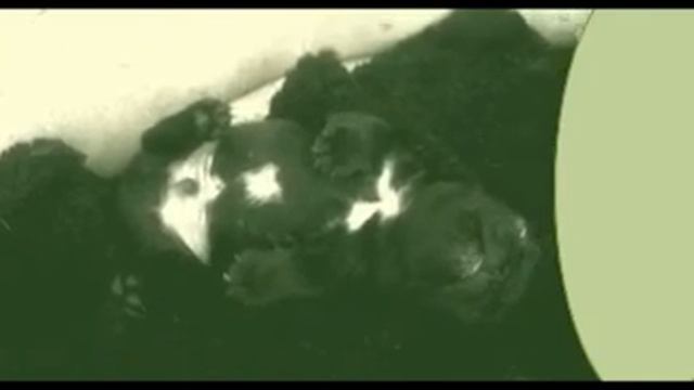 КОЛЫБЕЛЬНАЯ. МЛАДЕНЕЦ. СТИХИ ДЛЯ МАЛЫШЕЙ. ПОТЕШКИ. Короткие стишки для самых маленьких. смотреть онлайн