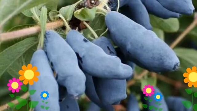 Жимолость съедобная Длинноплодная. Краткий обзор, описание характеристик, где купить саженцы смотреть онлайн