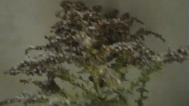 Solidago canadensis смотреть онлайн