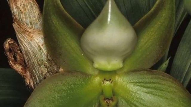 ЛАТИНСКОЕ НАЗВАНИЕ: CYCNOCHES / ORHIDEA ZIKNOHES / ОРХИДЕЯ ЦИКНОХЕС смотреть онлайн