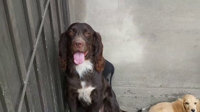 Chocolate Brown Cocker Spaniel And Black Cocker Spaniel Dogs
