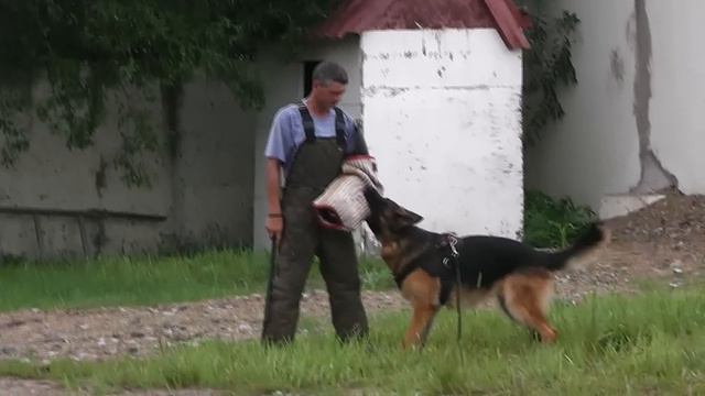Феникс из Дома Алленс 4 (семинар по защите с А. Журбиным, 04.08.14) смотреть онлайн