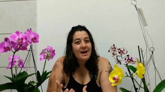 Respondendo ao desafio de uma amiga! Quarentena! Florações Phalaenopsis смотреть онлайн