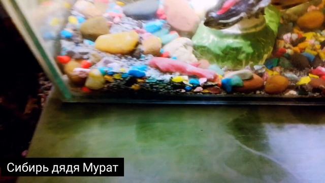 Хищница на Что Способна Самая Опасная Черепаха смотреть онлайн