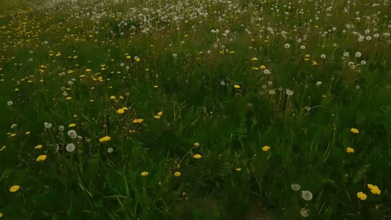 Всходы овса на конец мая 2021г смотреть онлайн