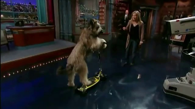 Собака умеет кататься на самокате смотреть онлайн