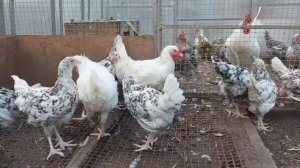 Пушкинские куры. Вопрос Вахрамееву А.Б.