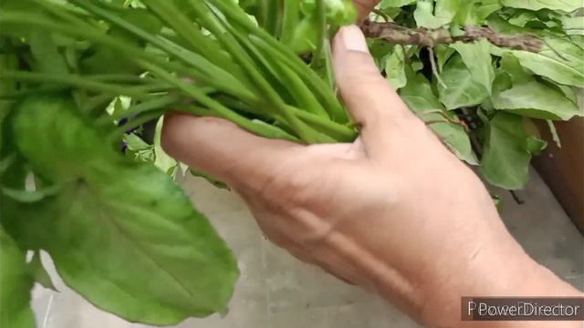 Syngonium - How to grow in water (With Music) смотреть онлайн