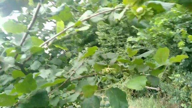 ФУНДУК.Урожайные сорта.Сад ФУНДУКА.