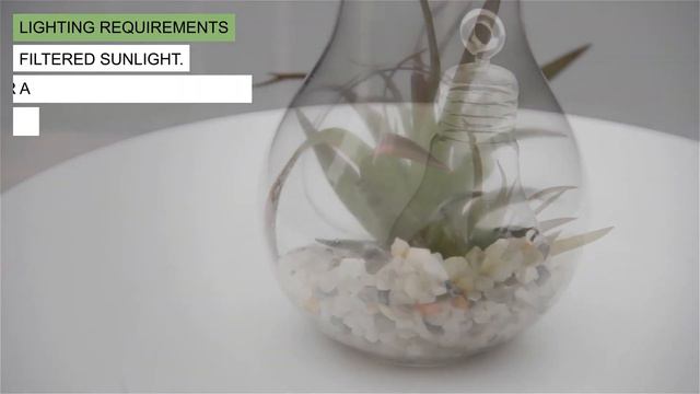 Tillandsia velutina смотреть онлайн