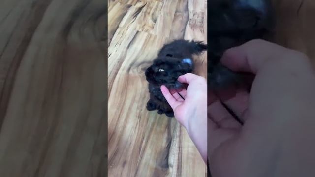 У Китти есть большие пальцы.mp4