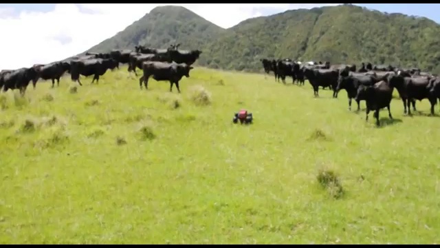 Коровы и маленькая машинка смотреть онлайн