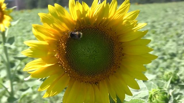 Footage ФУТАЖ 55 (ПОДСОЛНУХ и ШМЕЛЬ. Sunflower and Bumble Bee) смотреть онлайн