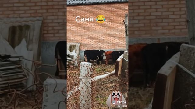 Приколы из Тик Тока смотреть онлайн