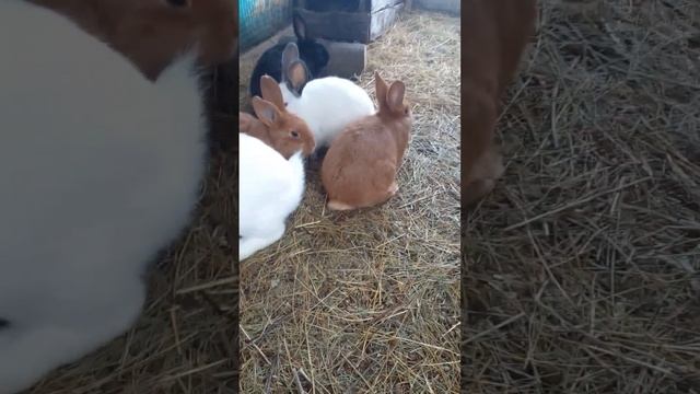 Кролики Новозеландские красные и другие ♥️ Содержание кроликов в вольере ! смотреть онлайн