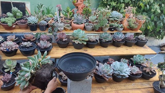 SUCULENTA ECHEVERIA PITTERI, REPLANTE DESTA SUCULENTA QUE POUCO SE FALAM DELA