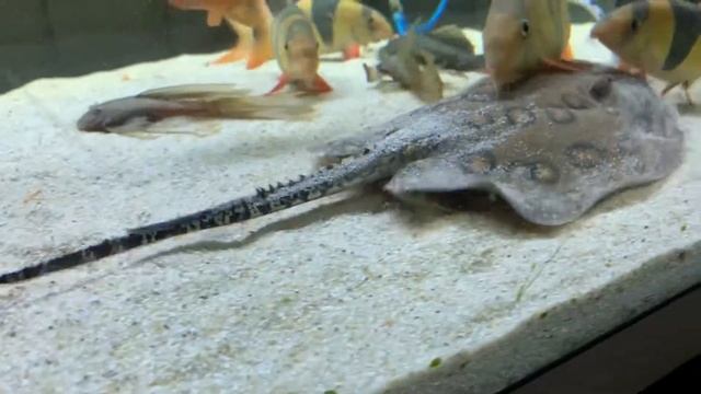 Скат моторо в аквариуме 770 литров смотреть онлайн