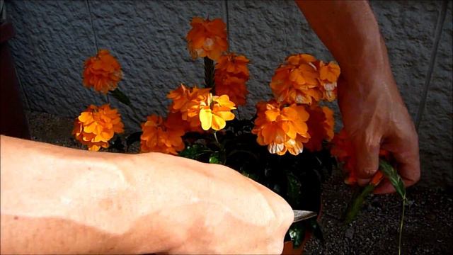 Pluck the flowers Crossandra クロサンドラ花がら摘み смотреть онлайн