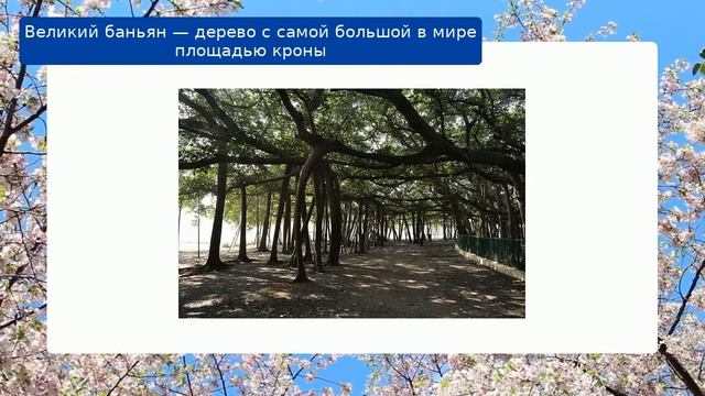 Великий баньян — дерево с самой большой в мире площадью кроны смотреть онлайн
