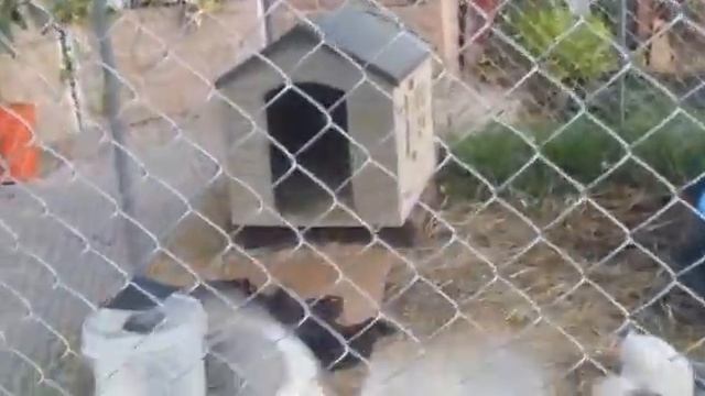 Kung Fu Ducks. Наши мускусные утки.
