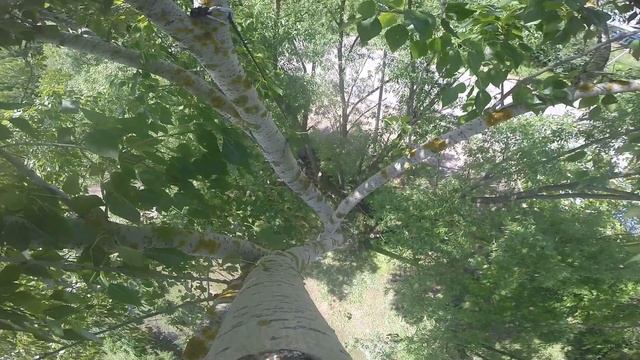 Спил дерева по частям. Работа арбориста в кроне дерева смотреть онлайн