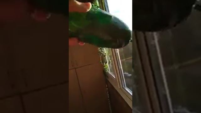 Что произошло с колбасой, которую хранили не в холодильнике смотреть онлайн