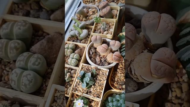 Ацтекиум смотреть онлайн