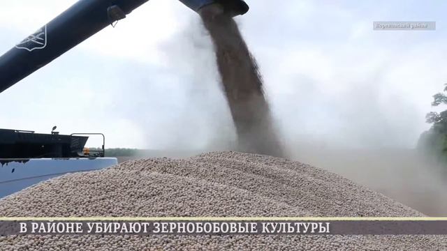 Кореновск. В районе убирают горох. смотреть онлайн