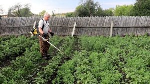 Лень творит чудеса Как полоть картошку быстро и ???