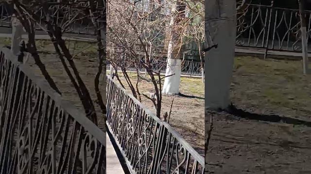 белки на территории монастыря Покровского. Москва. #матрона #матронамосковская 2023 весна,апрель смотреть онлайн