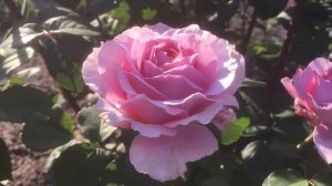 Роза Айсфогель- Eisvogel.