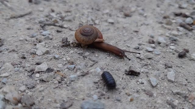 Snail is Overtaken by Doodle Bug смотреть онлайн