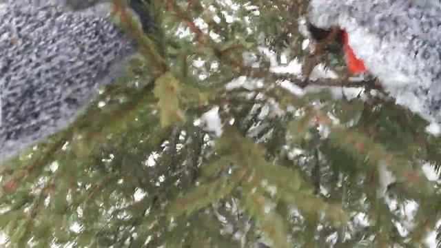 В лес за новогодней ёлкой смотреть онлайн