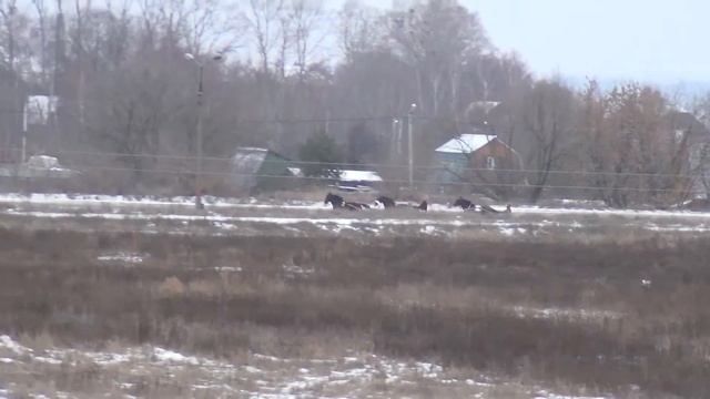 Раменский ипподром. Бега. 07.12.14. Заезд 5 смотреть онлайн