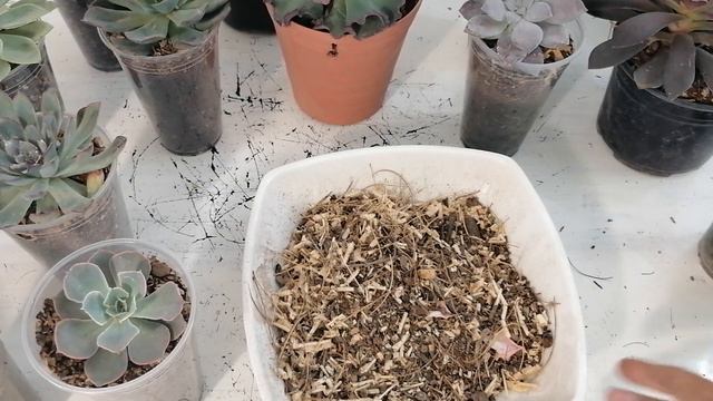 sustrato ideal echeveria смотреть онлайн