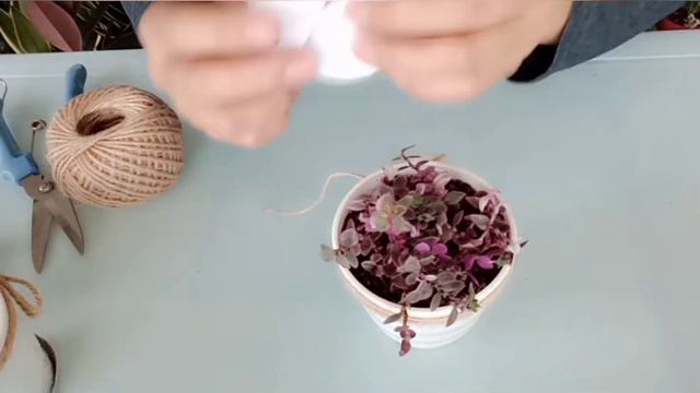 How To: Propagate | Make Money On Callisia Repens/Turtle Vines смотреть онлайн