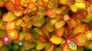 Барбарис тунберга Саммер сансет. Краткий обзор, описание berberis thunbergii Summer Sunset